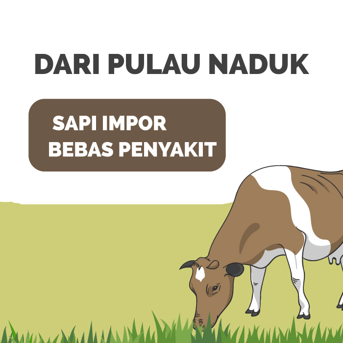 Mengenal Pulau Karantina Sapi