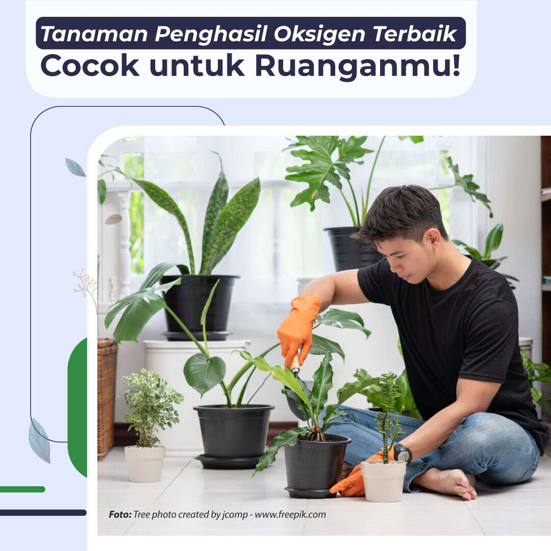 Tanaman Penghasil Oksigen Terbaik, Cocok untuk Ruanganmu!