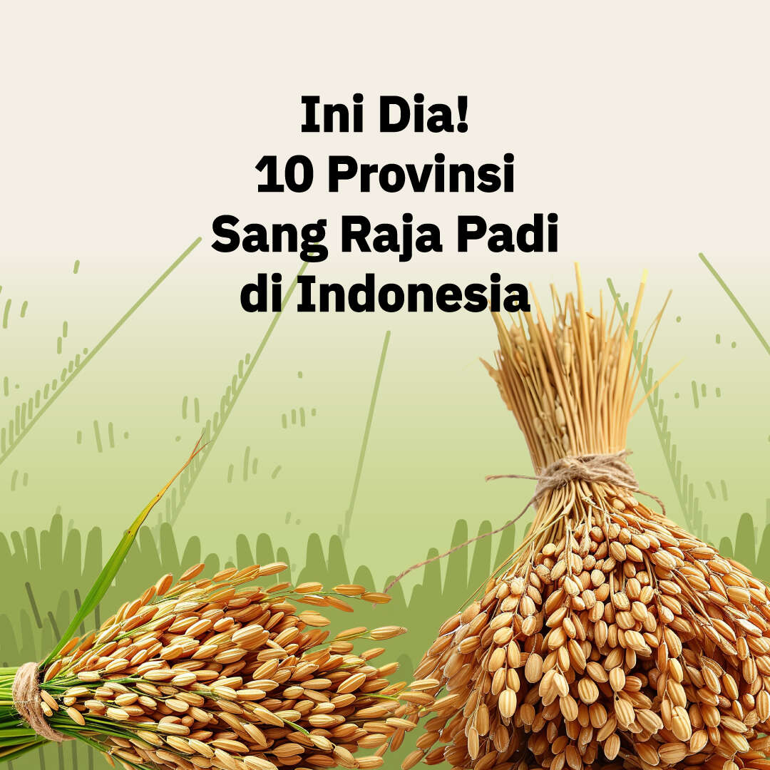 Ini Dia!10 Provinsi Sang Raja Padi di Indonesia