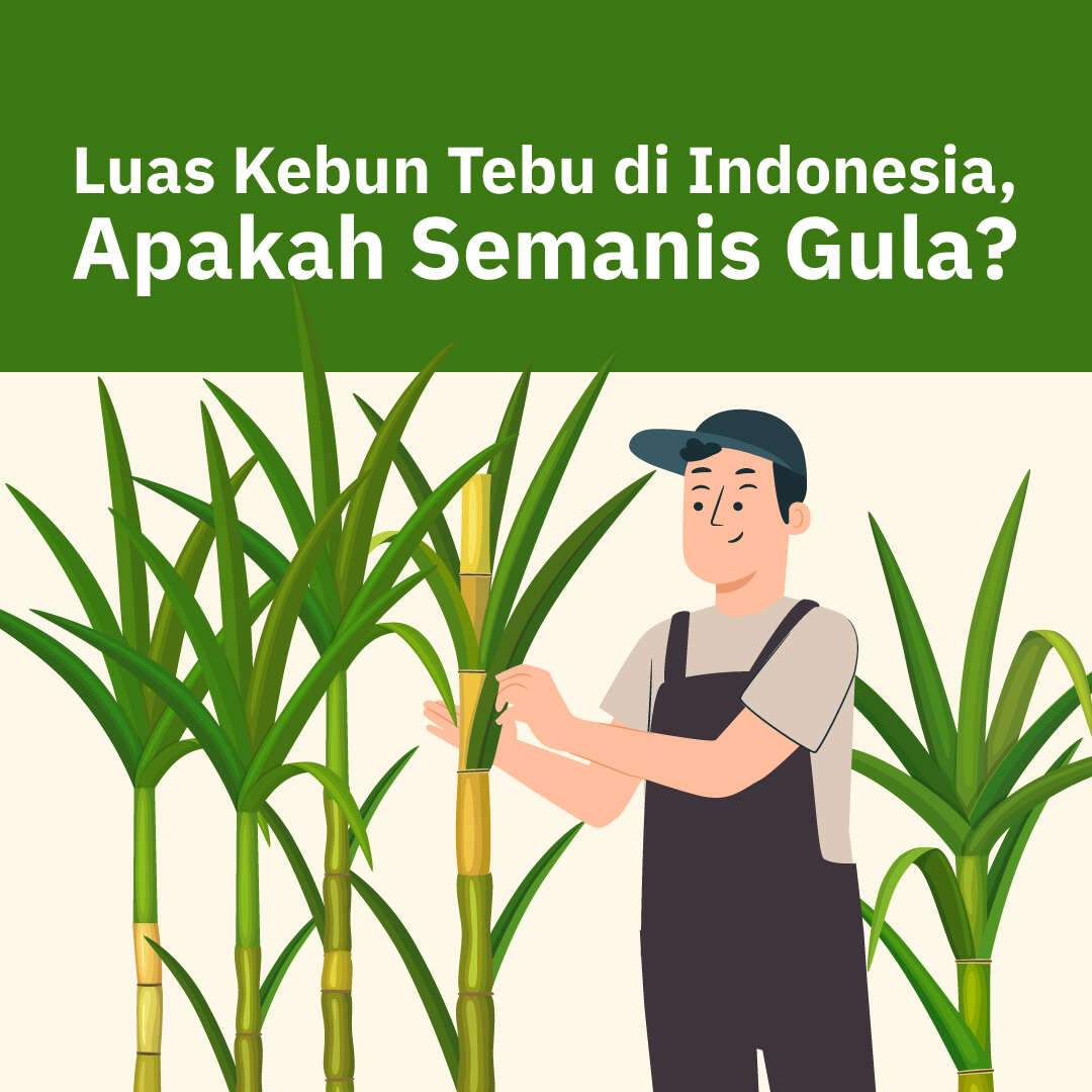 Primadona Kebun Tebu di Indonesia Si Bahan Baku Gula Luas Kebun Tebu di Indonesia, Apakah Semanis Gula?